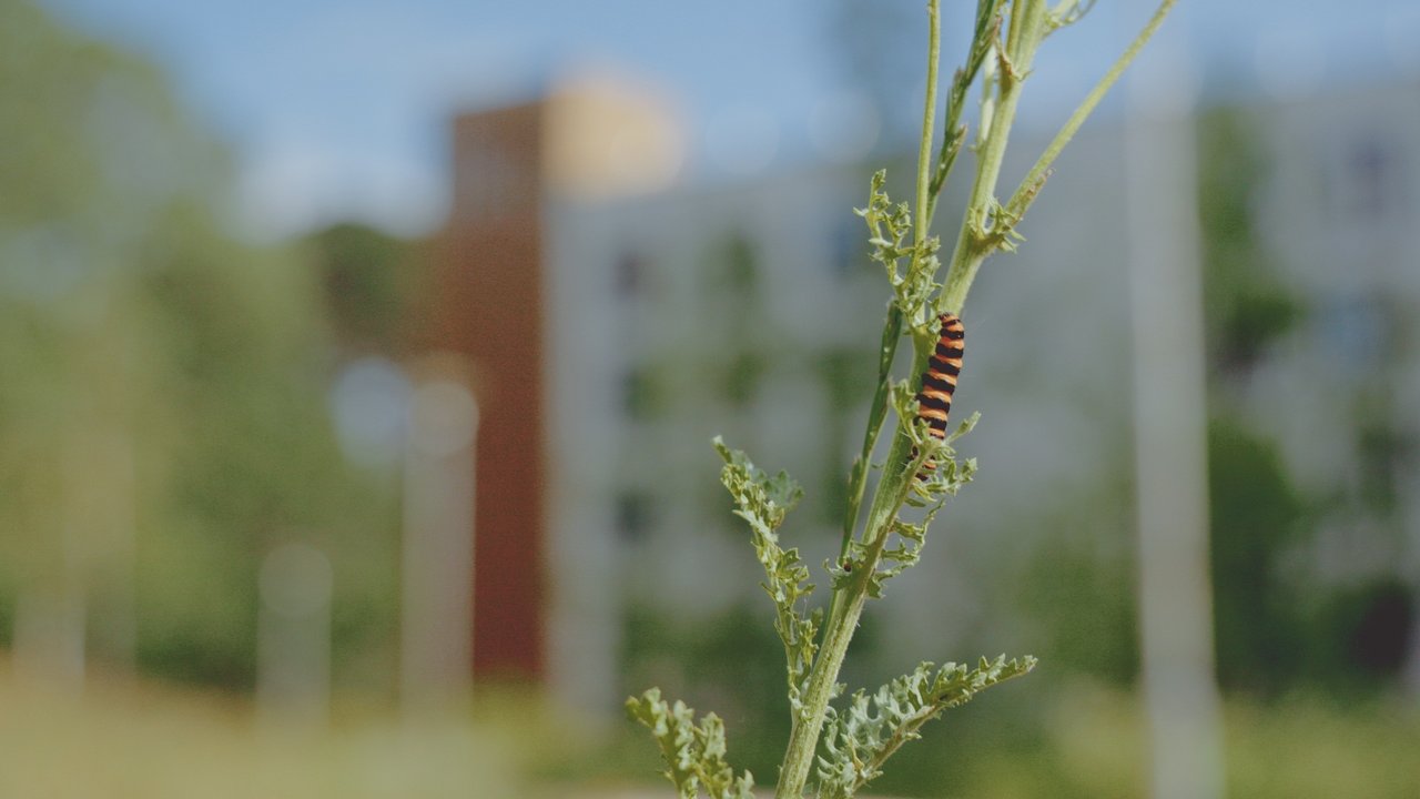 Macro shot of an orange and black caterpillar on a weed.