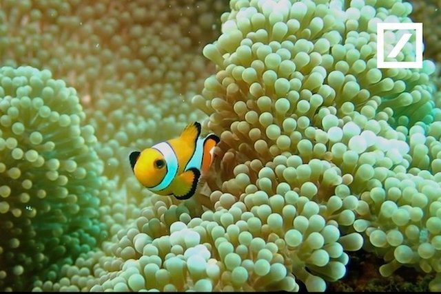 Koralle und Fisch