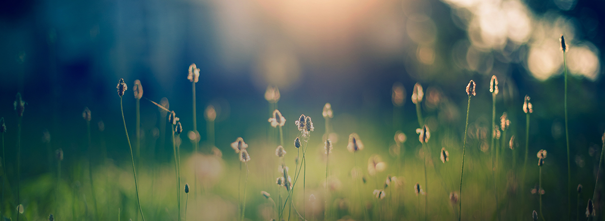 The early morning sun shines on a grassy field