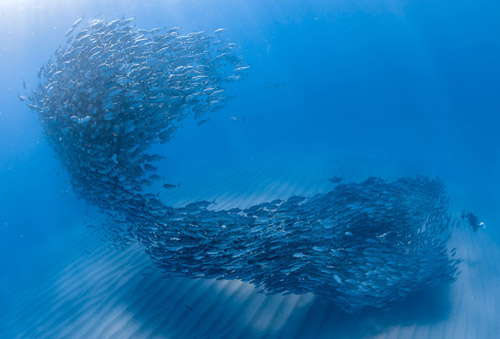 Fischschwarm