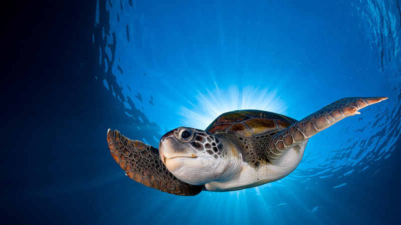 World-Ocean-Day--Sea-turtle--Meeresschildkroete
