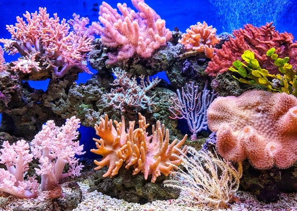 Colourful coral reef