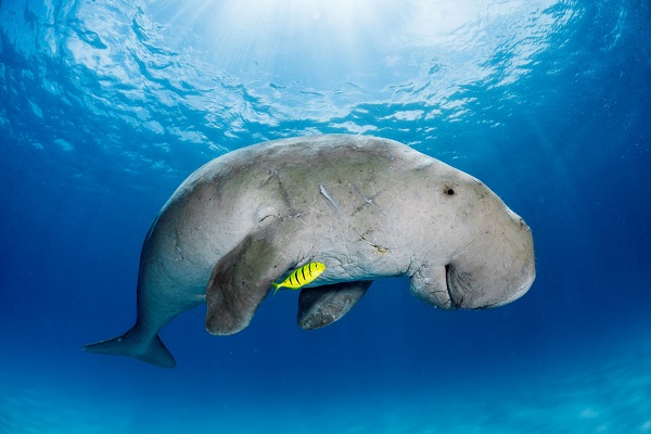 PedroCarrillo-Dugong
