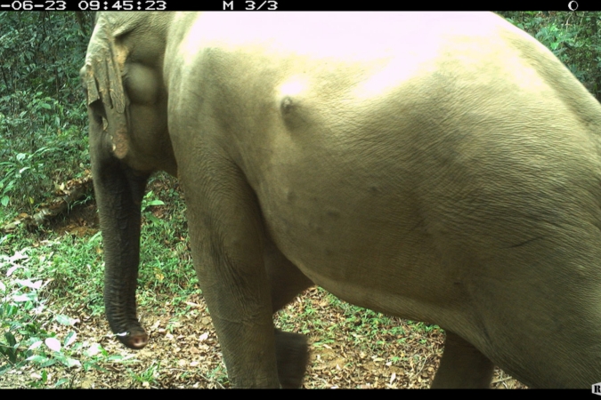 Elephant-moving-Sri-Lanka-forest-corridor