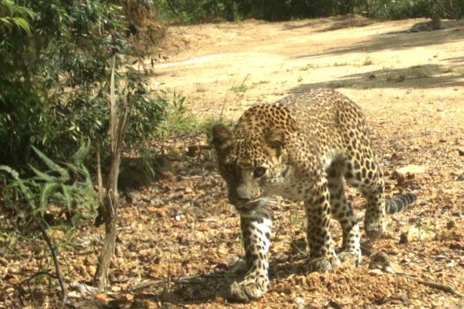 Jaguar-Sri-Lanka-forest-corridor