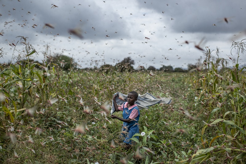 locust-swarm-somalia