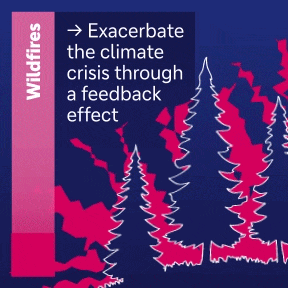 Wildfires exacerbate the climate crisis through a feedback effect
